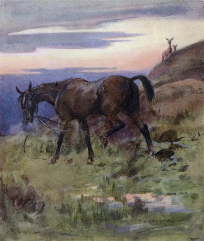 Kuvitus kirjaan The Story of a Red Deer (väri litho) tekijältä George Denholm Armour