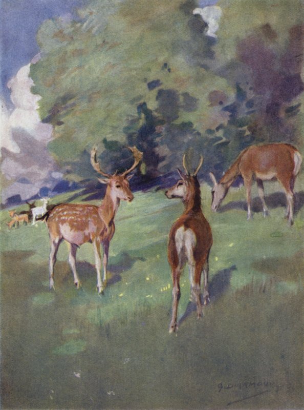 Kuvitus kirjaan The Story of a Red Deer (väri litho) tekijältä George Denholm Armour