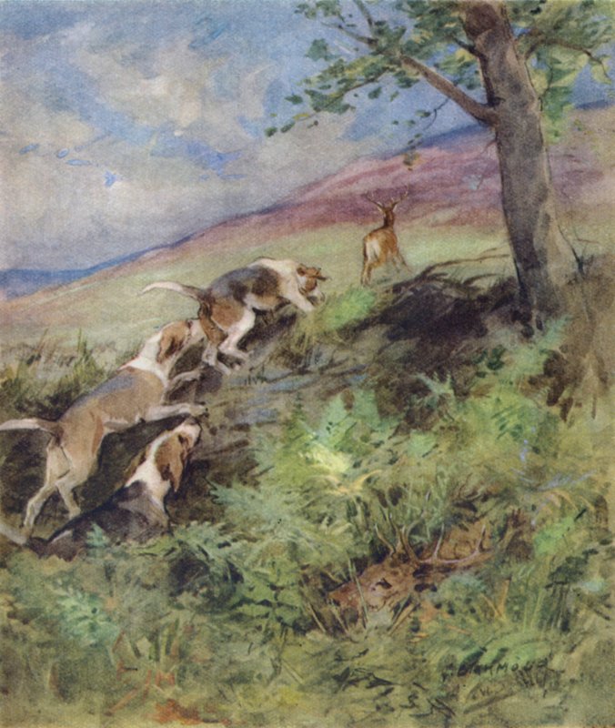 Kuvitus kirjaan The Story of a Red Deer (väri litho) tekijältä George Denholm Armour