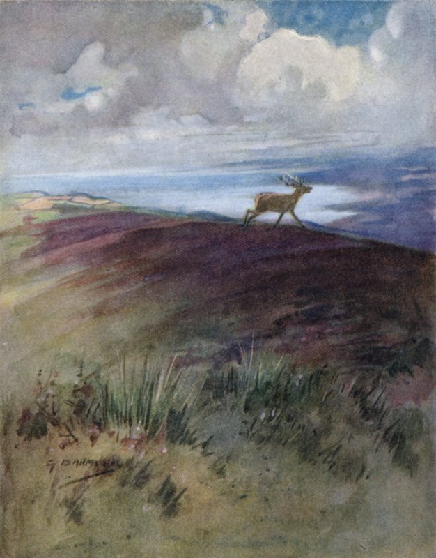 Kuvitus kirjaan The Story of a Red Deer (väri litho) tekijältä George Denholm Armour