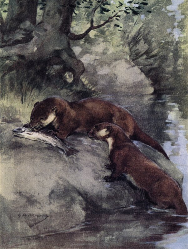 He jättivät bonnie-säleikön arpiin (väri litho) tekijältä George Denholm Armour