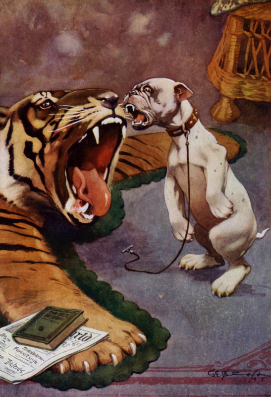 Tiger, Tiger - koira haukkuu tiikerimattoa (väri litho) tekijältä George Ernest (after) Studdy