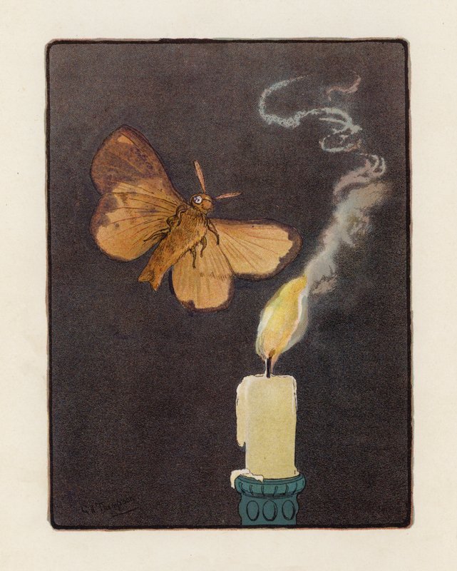 The Moth (värilitografia) tekijältä George Henry Thompson