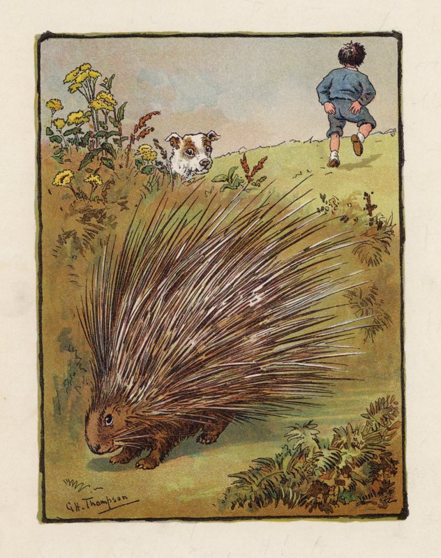 Piikkisika (värilitra) tekijältä George Henry Thompson