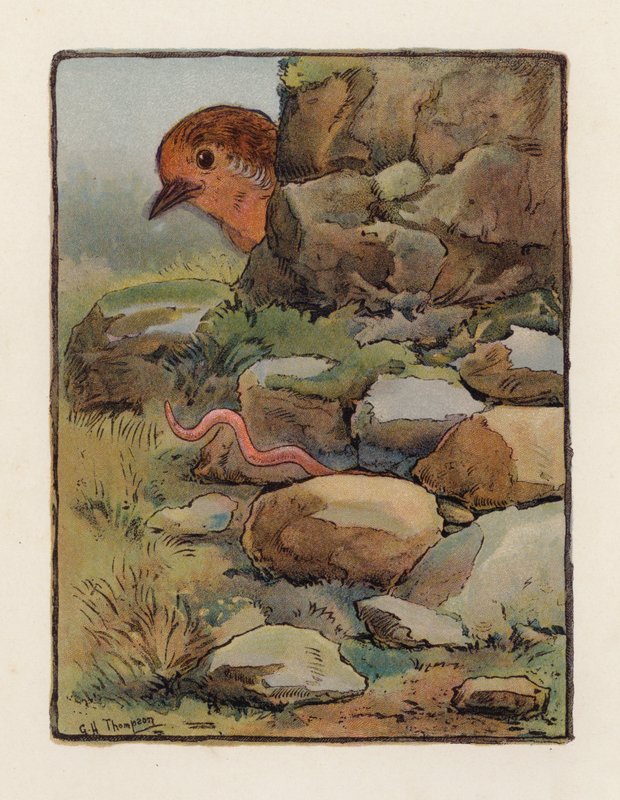 Mato (värilitografia) tekijältä George Henry Thompson