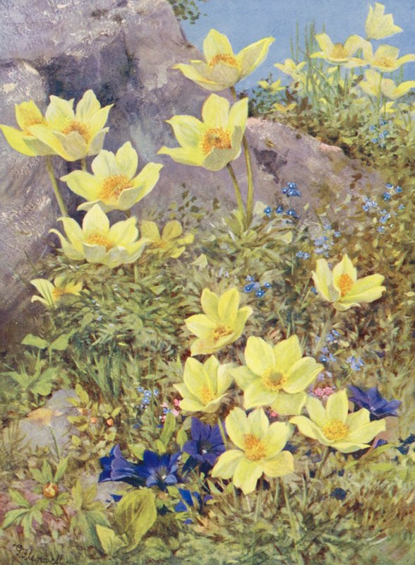 Anemone sulphurea ja Gentiana excisa maalattu suoraan pelloille toukokuun lopussa (värilitro). tekijältä George Jackson Flemwell