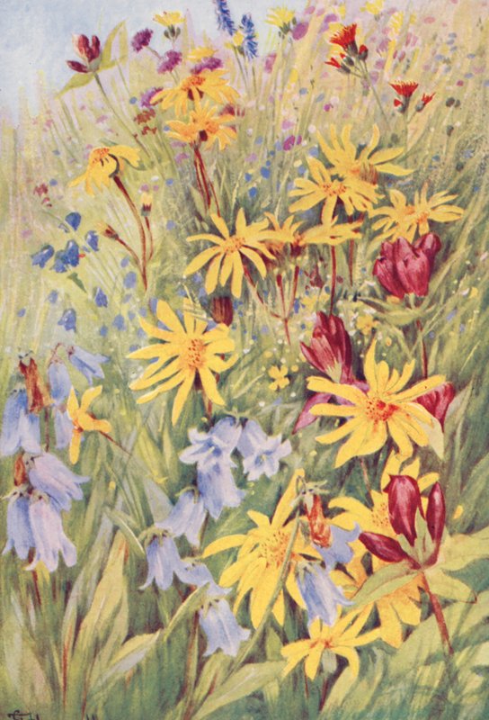 Arnica, ruskea gentian (G purpurea), Campanula barbata ja tulinen pikku Hieracium aurantiacum, maalattu elävästä elämästä pelloilla heinäkuun puolivälin tienoilla (värilitro). tekijältä George Jackson Flemwell
