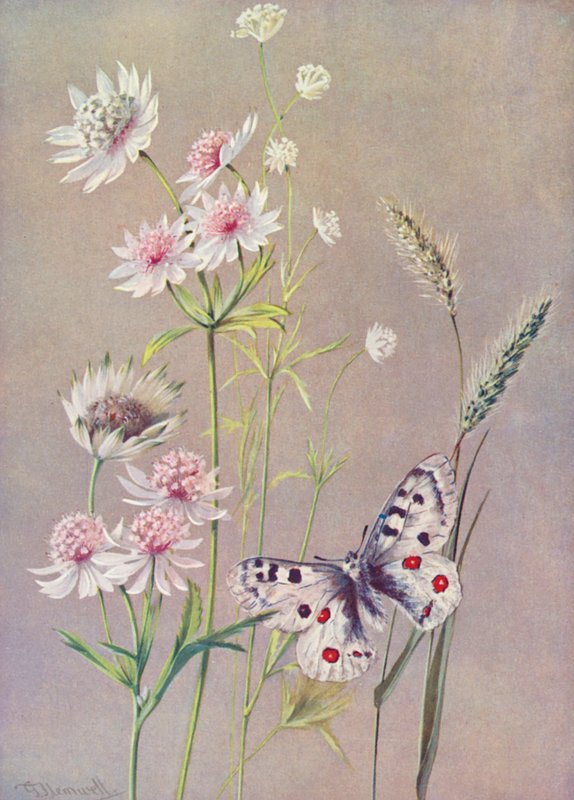 Astrantia-duuri, a-molli ja Apollo-perhonen (värilitografia). tekijältä George Jackson Flemwell