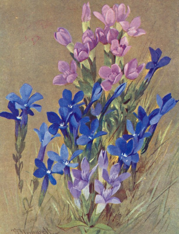 Gentiana campestris ja Gentiana bavarica (värilitografia) tekijältä George Jackson Flemwell