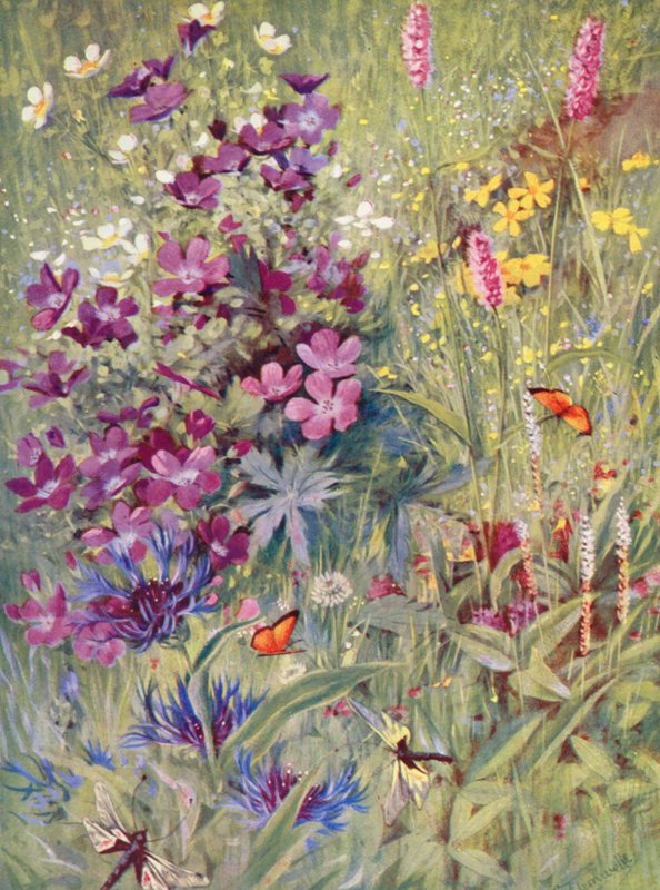 Geranium sylvaticum, Potentilla rupestris, Centaurea montana, vaaleanpunainen Bistort, pieni alppibistort, maalattu paikan päällä pelloilla heinäkuun alussa (värilitro). tekijältä George Jackson Flemwell