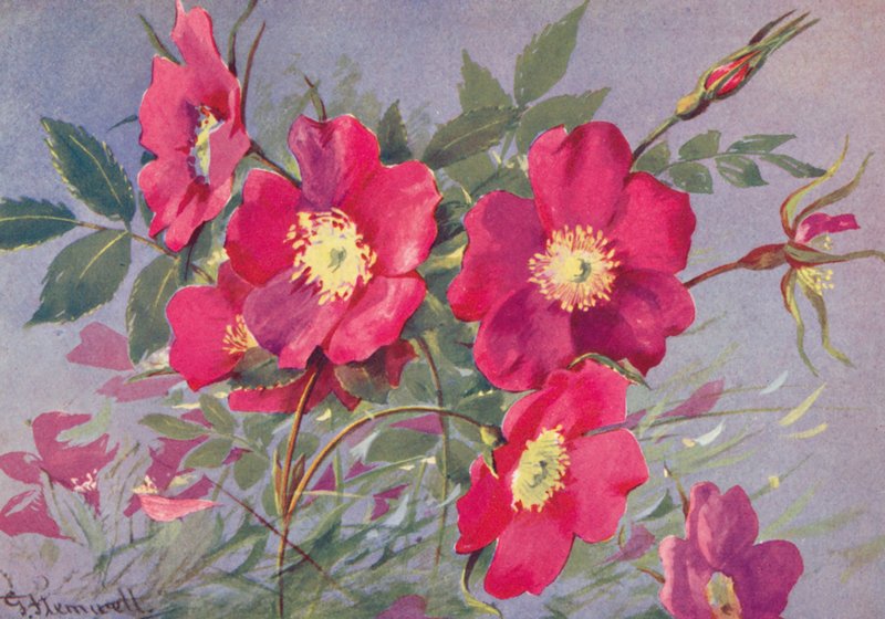 Rosa alpina, piikitön alppiruusu (värilitaatio) tekijältä George Jackson Flemwell