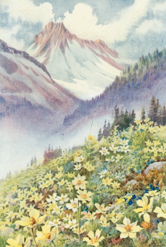 Rikkivuokot Le Planetin rinteillä (väri litho) tekijältä George Jackson Flemwell