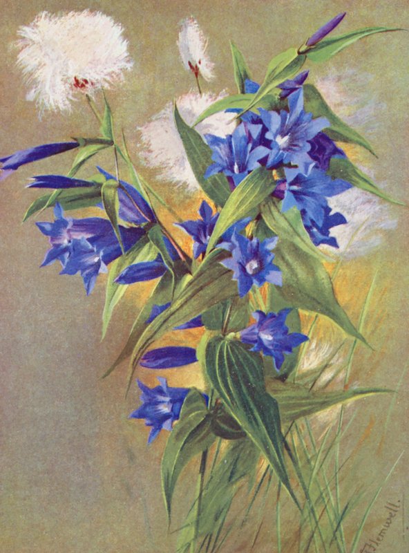 Pajuangervo (G asclepiadea) ja alppivattaruoho (Eriophorum Scheuchzeri) (värilitro). tekijältä George Jackson Flemwell