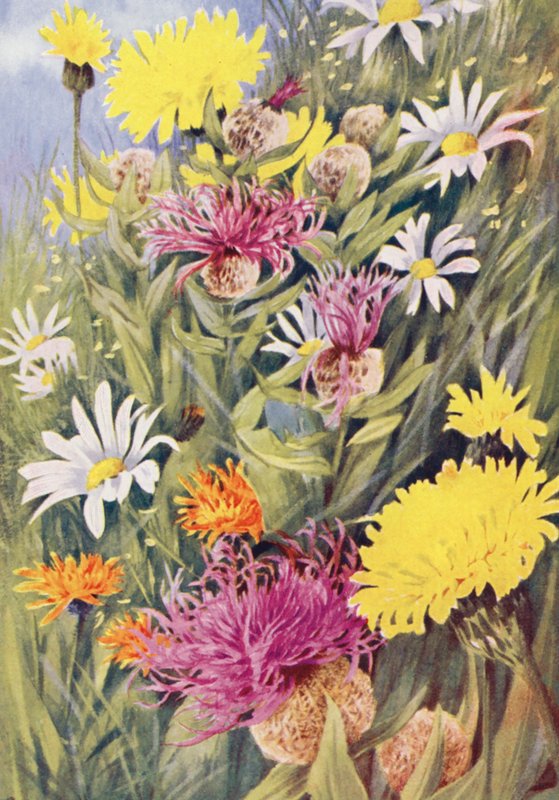 Korkea keltainen Hypochaeris uniflora, Centaurea uniflora, kultainen haukanmarja (Crepis aurea), piirretty elämästä heinäkuun pelloilla (värilitro). tekijältä George Jackson Flemwell