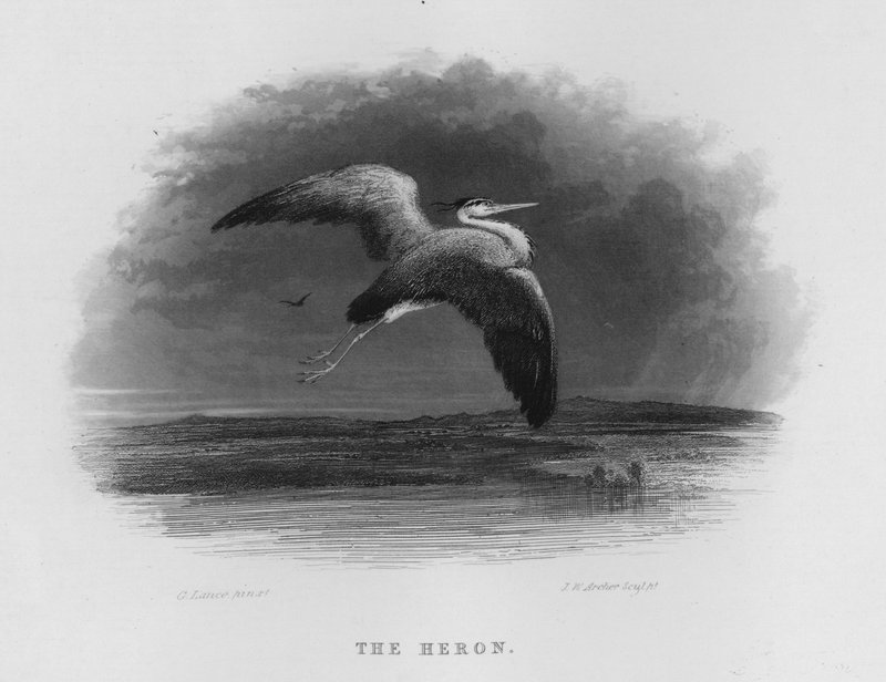 Heron (kaiverrus) tekijältä George Lance