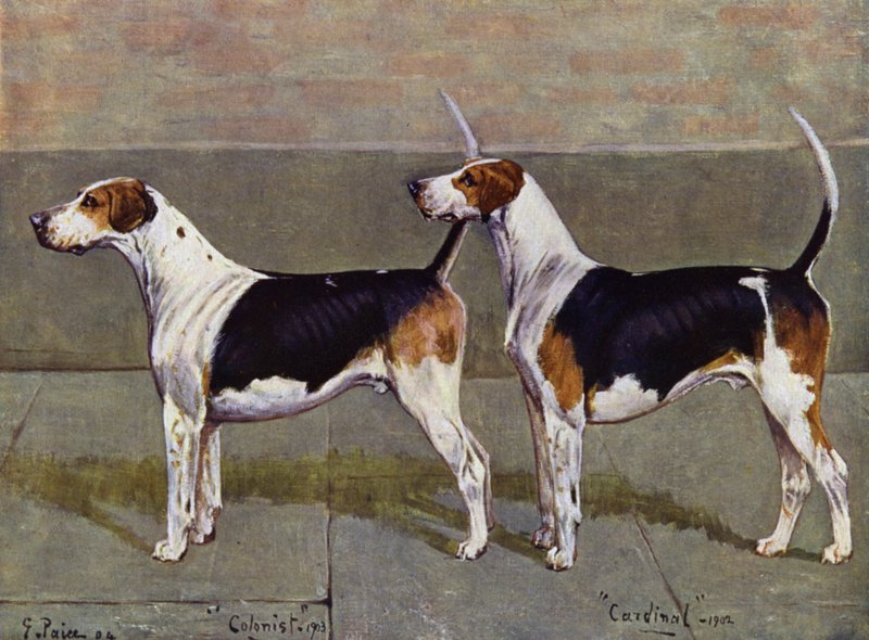 Puckeridge Foxhounds -kolonisti ja kardinaali tekijältä George Paice
