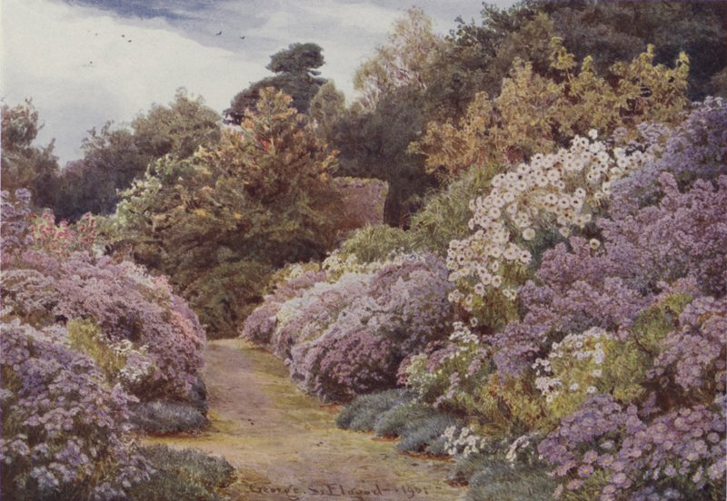 Michaelmas Daisies, Munstead Wood tekijältä George Samuel Elgood