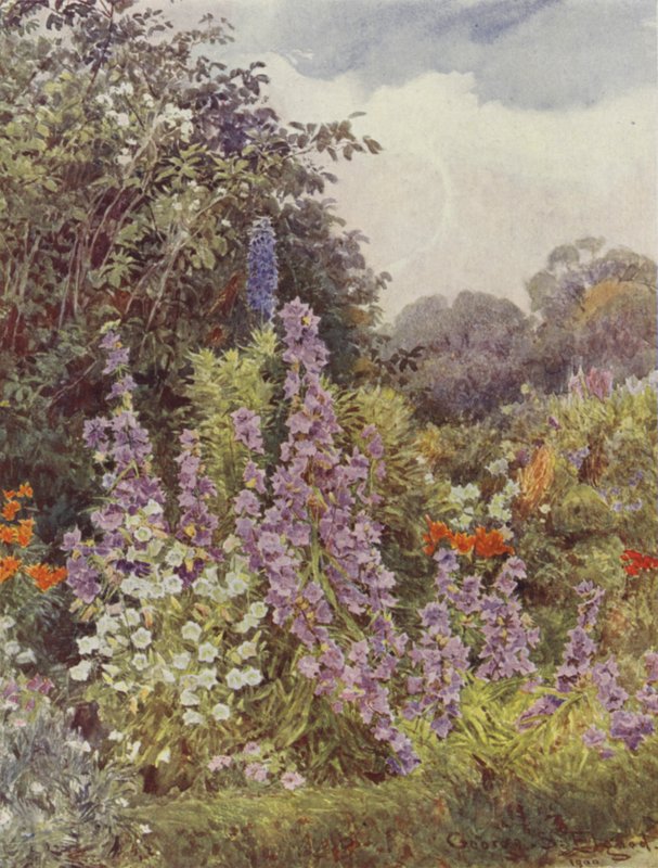 Violetti Kampanula tekijältä George Samuel Elgood