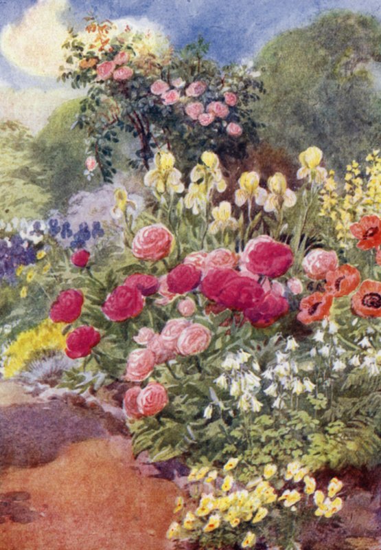 Paeonies, columbines, keltainen iiris ja Thermopsis (väri litho) tekijältä George Soper