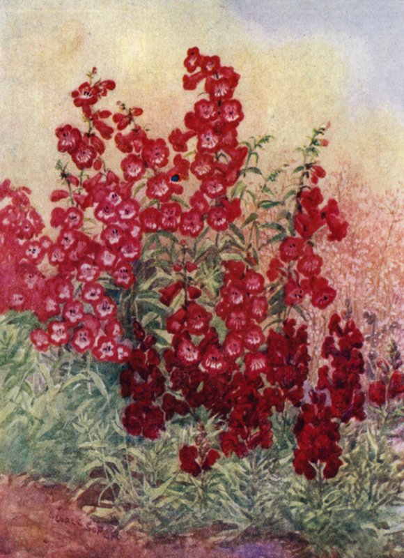 Pentstemons, Antirrhinums ja Heuchera Brizoides (värilitho) tekijältä George Soper