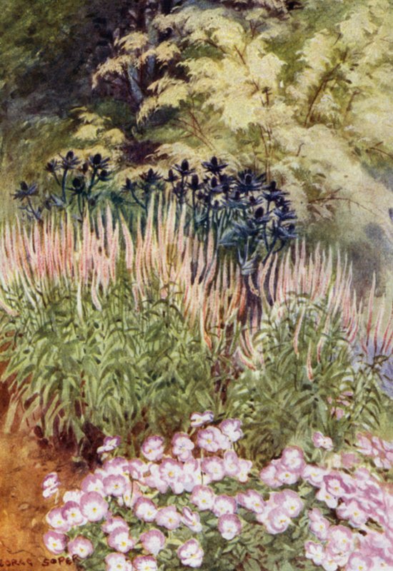 Veronica spicata rosea, eryngiume ja alttoviuluja (väri litho) tekijältä George Soper