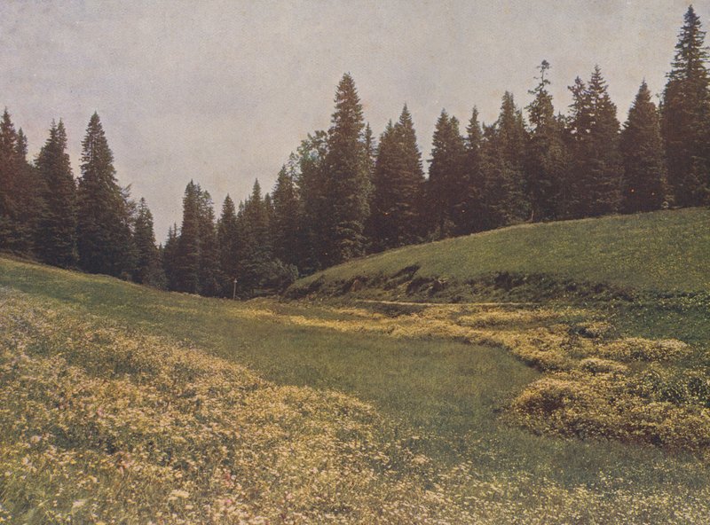 Niitty Feldbergillä, Schwarzwald, Saksa (värikuva) tekijältä German Photographer