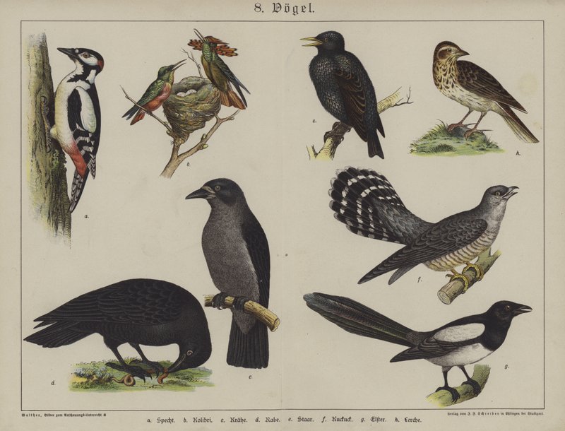 Eläimet (väri litho) tekijältä German School