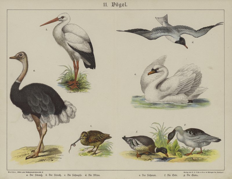 Eläimet (väri litho) tekijältä German School