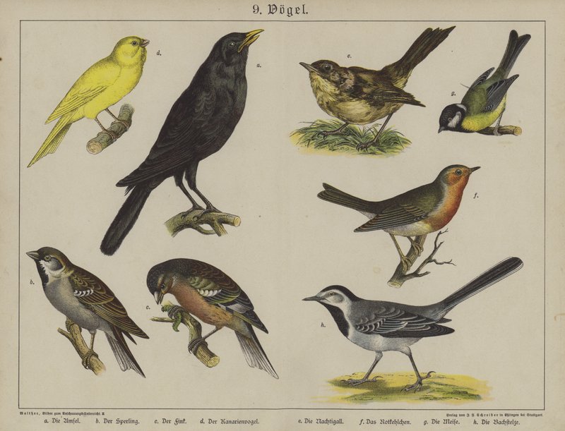 Eläimet (väri litho) tekijältä German School