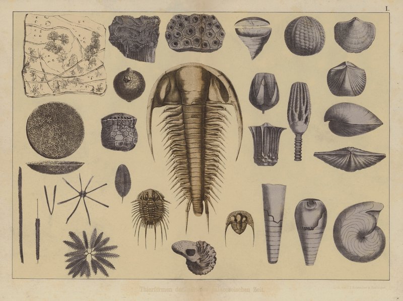 Varhaisen paleozoisen aikakauden eläimet (väri litho) tekijältä German School