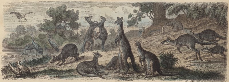 Australian villieläimet (värillinen kaiverrus) tekijältä German School