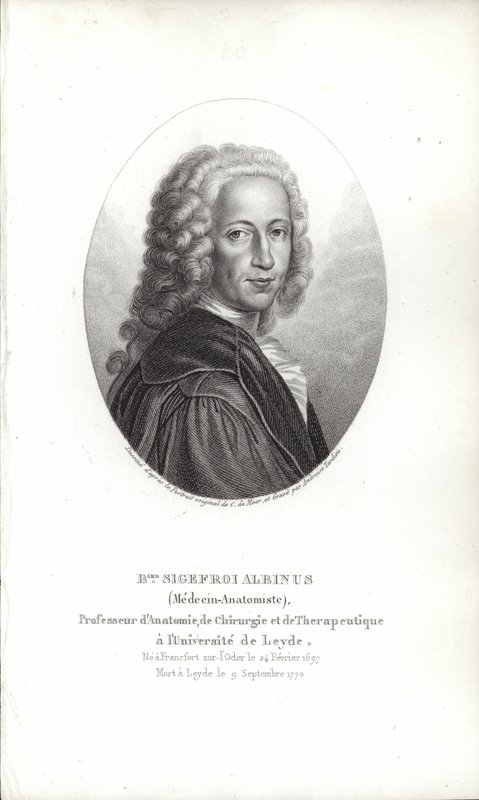 Bernhard Siegfried Albinus tekijältä German School