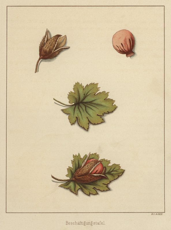 Käsityöt (väri litho) tekijältä German School