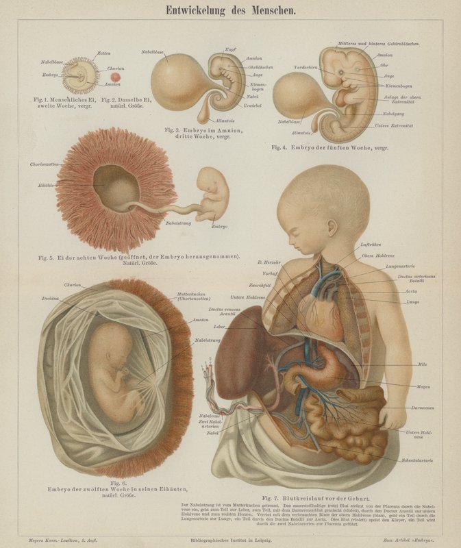 Ihmissikiön kehitys (väri litho) tekijältä German School