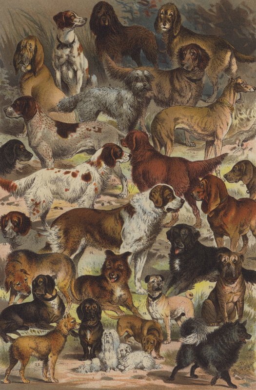 Koiran rodut tekijältä German School