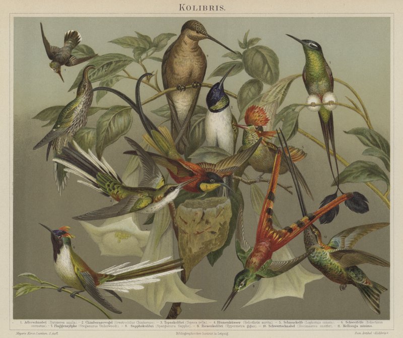 Hummingbirds (väri litho) tekijältä German School