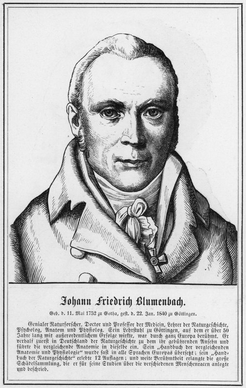 Johann Friedrich Blumenbach (kaiverrus) tekijältä German School