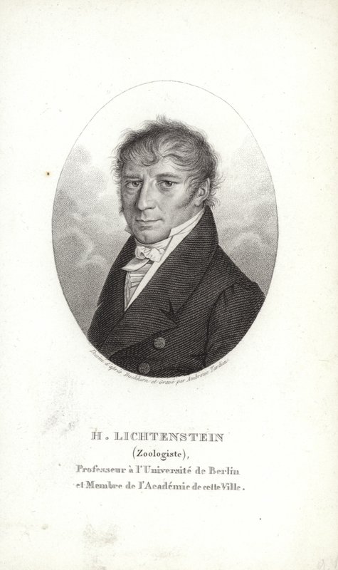 Martin Lichtenstein tekijältä German School