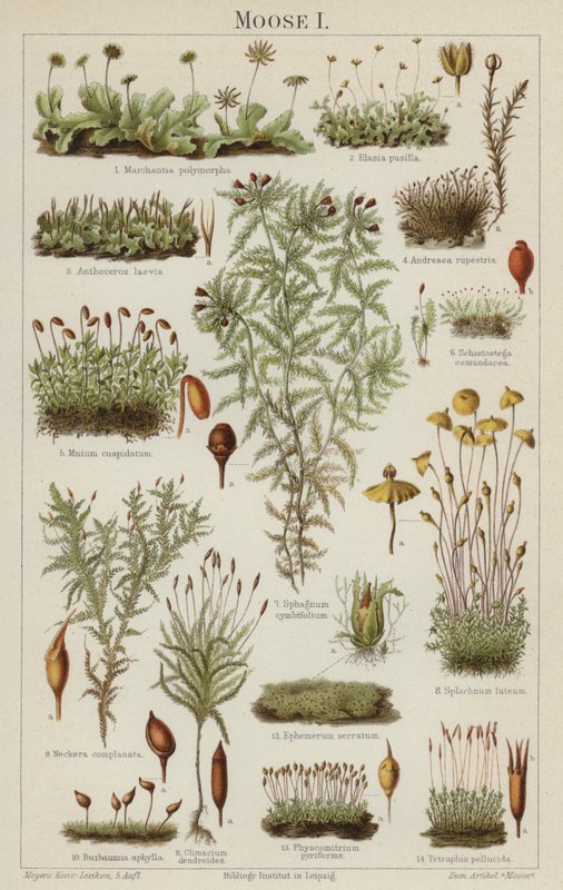 sammalta (väri litho) tekijältä German School