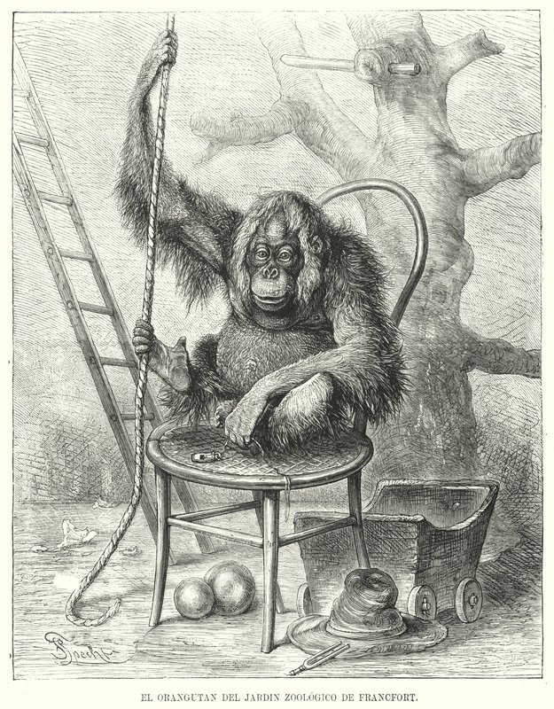 Orangutan Frankfurtin eläintarhassa, Saksassa (litho) tekijältä German School