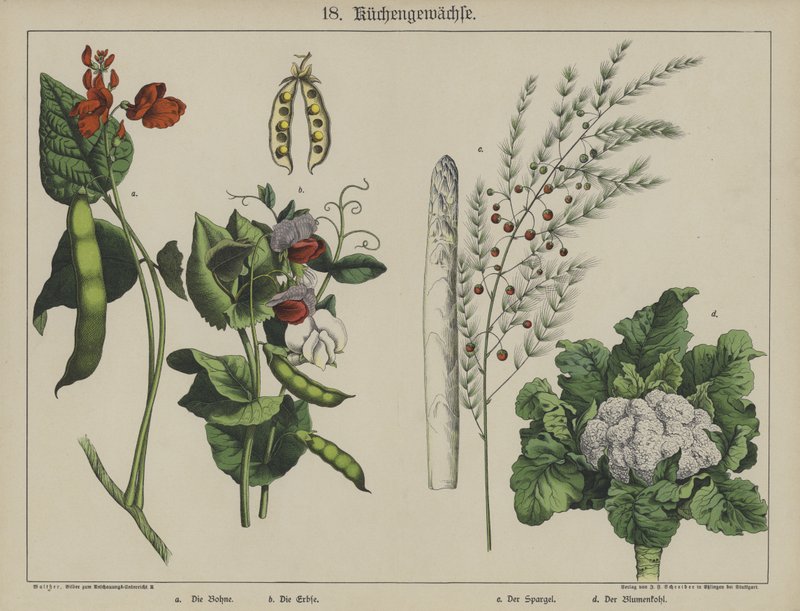 Kasvit (väri litho) tekijältä German School