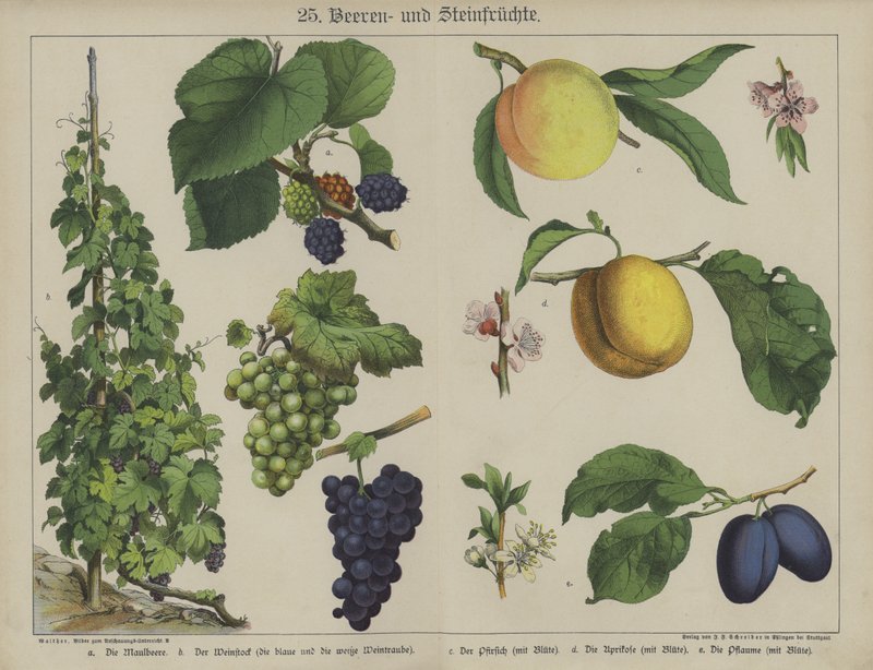 Kasvit (väri litho) tekijältä German School