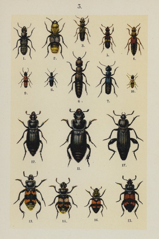 Lautas The Young Beetle-Collector