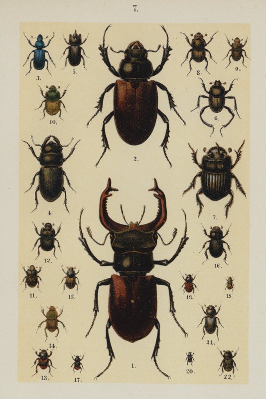 Lautas The Young Beetle-Collector