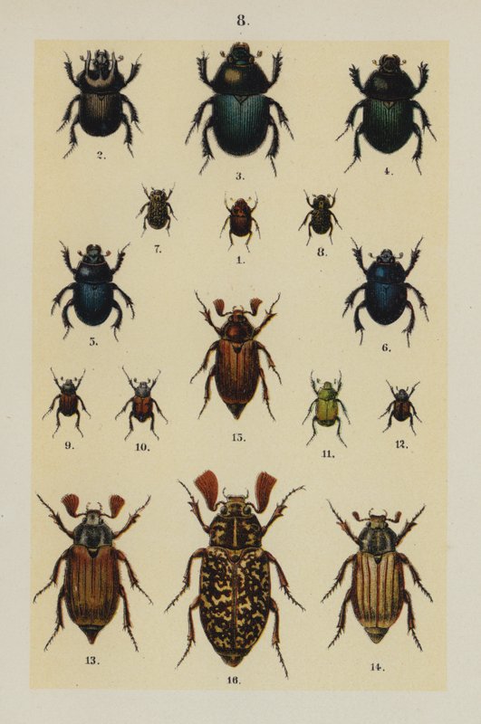 Lautas The Young Beetle-Collector