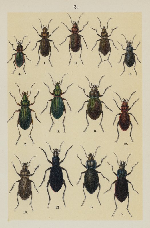 Lautas The Young Beetle-Collector