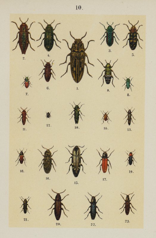 Lautas The Young Beetle-Collector