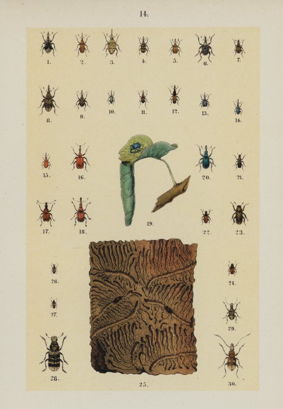 Lautas The Young Beetle-Collector