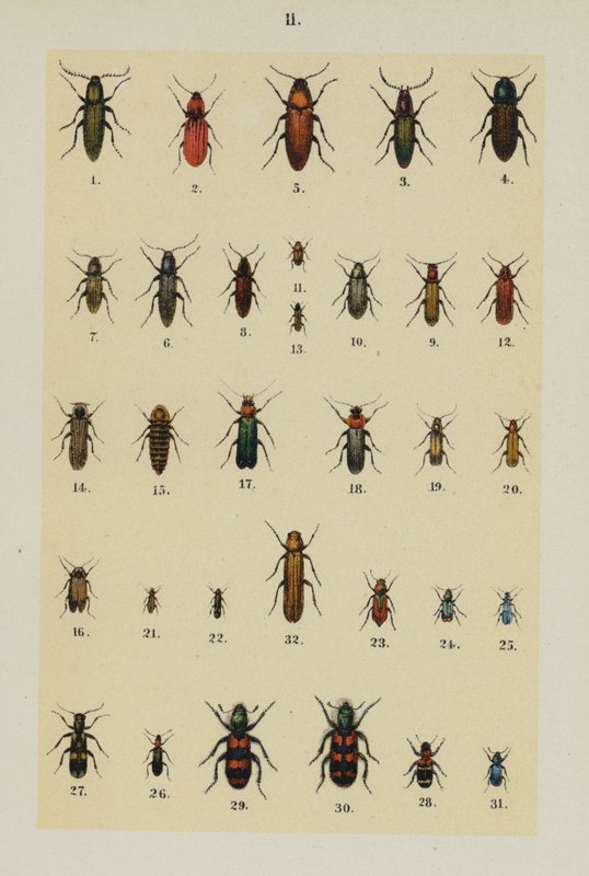 Lautas The Young Beetle-Collector