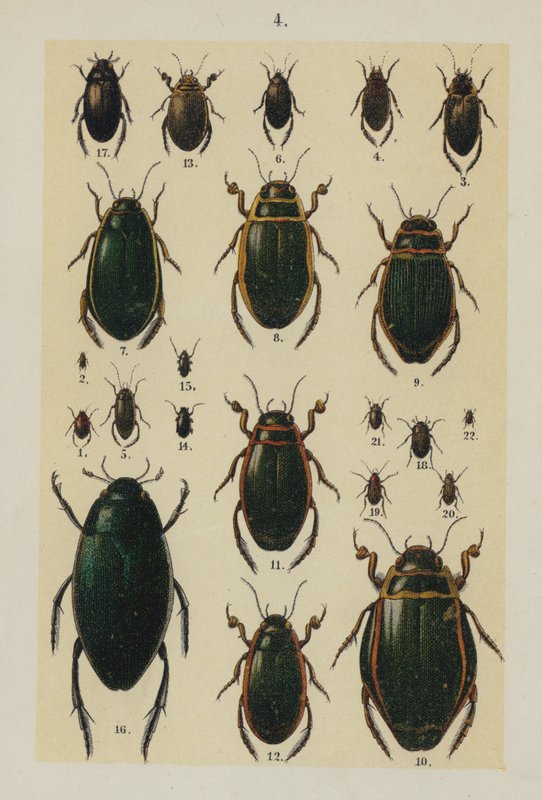 Lautas The Young Beetle-Collector